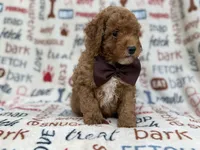 Adam, a male Cavapoo and Poodle - Miniature  for sale in Lakeland, FL – 6 of 9