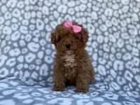 Scarlett, a female Cavapoo and Poodle - Miniature  for sale in Lakeland, FL – Photo 5 of 10