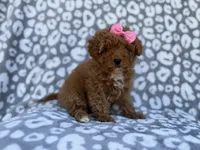 Scarlett, a female Cavapoo and Poodle - Miniature  for sale in Lakeland, FL – Photo 2 of 10