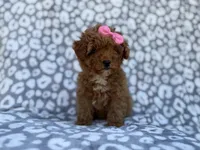 Scarlett, a female Cavapoo and Poodle - Miniature  for sale in Lakeland, FL – Photo 3 of 10