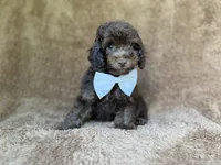 Chase, a male Cavapoo for sale in Lakeland, FL – 8 of 9