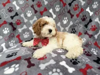 Lucky, a male Cockapoo for sale in Lakeland, FL – 7 of 10