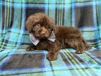 Bentley, a male Shihpoo and Poodle - Miniature  for sale in Lakeland, FL – 7 of 10