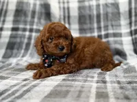 Snickers, a male Miniature Goldendoodle for sale in Lakeland, FL – 6 of 9