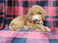 Peter, a male Cockapoo for sale in Lakeland, FL – 4 of 9