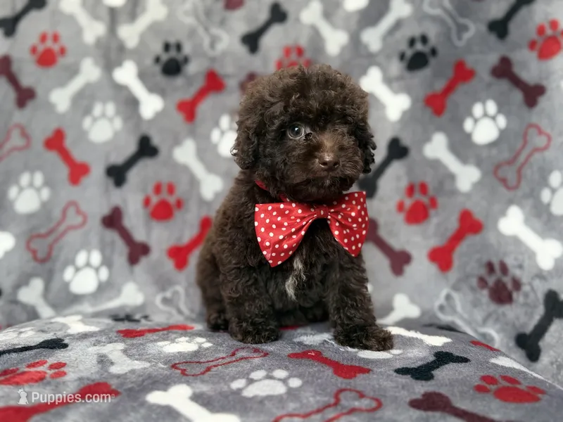 Benson – Shihpoo, Poodle - Miniature  puppy for sale in Lakeland, FL