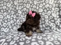 Sloan, a female Cockapoo for sale in Lakeland, FL – 10 of 10