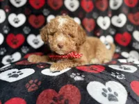 Pluto, a male Poodle - Miniature  for sale in Lakeland, FL – 3 of 9