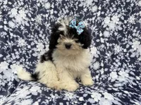 Darlin, a female Shihpoo for sale in Lakeland, FL – 6 of 7