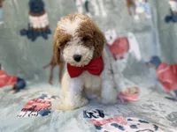Tater, a male Poodle - Miniature  for sale in Lakeland, FL – 10 of 10