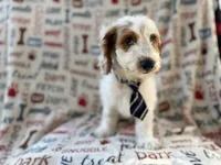Tony, a male Cockapoo for sale in Lakeland, FL – 8 of 9
