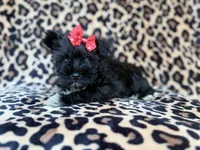Zelda, a female Miniature Schnauzer for sale in Lakeland, FL – 4 of 10
