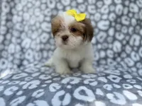 Grace, a female Lhasa Apso for sale in Lakeland, FL – 5 of 9