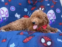 Felix, a male Poodle - Miniature  and Miniature Goldendoodle for sale in Lakeland, FL – 5 of 9
