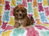 Bree, a female Yorkipoo for sale in Lakeland, FL – 7 of 10