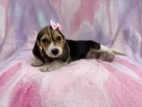 Piglet , a female Beagle for sale in Lakeland, FL – 6 of 7