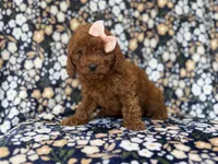 Cora, a female Cavapoo and Poodle - Miniature  for sale in Lakeland, FL – 5 of 10