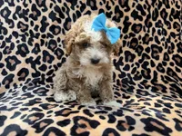 Fancy, a female Cockapoo for sale in Lakeland, FL – 3 of 9
