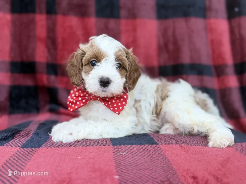 Duke – Cavapoo, Poodle - Miniature  puppy for sale in Lakeland, FL