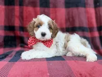 Duke, a male Cavapoo and Poodle - Miniature  for sale in Lakeland, FL – 1 of 8