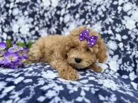 Remi, a female Poochon for sale in Lakeland, FL – Photo 10 of 10