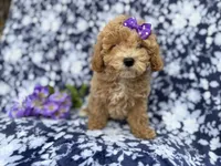 Remi, a female Poochon for sale in Lakeland, FL – Photo 4 of 10