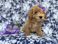 Remi, a female Poochon for sale in Lakeland, FL – Photo 2 of 10
