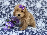 Remi, a female Poochon for sale in Lakeland, FL – Photo 5 of 10