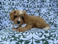 Moose, a male Cavapoo and Poodle - Miniature  for sale in Lakeland, FL – 3 of 8
