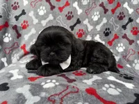 Scout, a male Shih Tzu and Shichon for sale in Lakeland, FL – 2 of 9