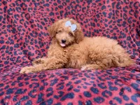 Darcy, a female Miniature Goldendoodle for sale in Lakeland, FL – 4 of 8