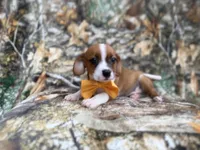 Denver, a male Jack Russell Terrier and Cavalier King Charles Spaniel for sale in Lakeland, FL – 3 of 8