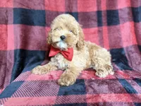 Rover, a male Cockapoo and Poodle - Miniature  for sale in Lakeland, FL – 8 of 8