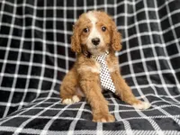 Jett, a male Cockapoo and Poodle - Miniature  for sale in Lakeland, FL – 7 of 8