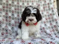 Asher, a male Shihpoo for sale in Lakeland, FL – 8 of 8