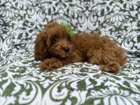 Dolly, a female Cavapoo for sale in Lakeland, FL – 3 of 8