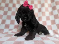 Harper, a female Cocker Spaniel for sale in Lakeland, FL – 1 of 8