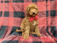 Muffin, a male Poodle - Miniature  for sale in Lakeland, FL – 4 of 8