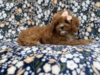 Biscuitly, a female Cavapoo for sale in Lakeland, FL – 9 of 9