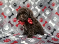 Benson, a male Shihpoo and Poodle - Miniature  for sale in Lakeland, FL – 9 of 10