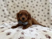 Dax, a male Cavapoo for sale in Lakeland, FL – 7 of 8