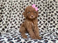 Macey, a female Cockapoo and Poodle - Miniature  for sale in Lakeland, FL – 1 of 8