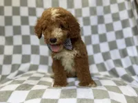 Cosmo, a male Miniature Goldendoodle for sale in Lakeland, FL – 6 of 8