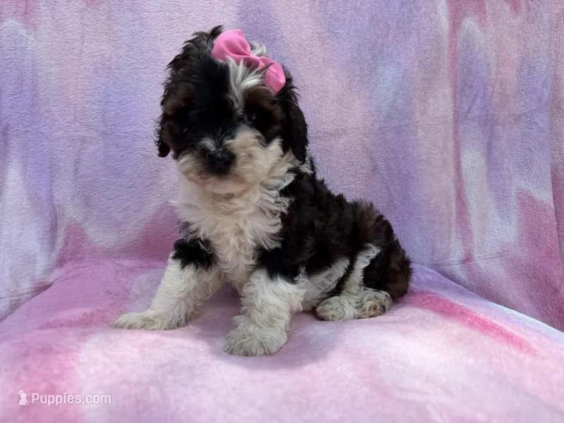 Fern – Cockapoo puppy for sale in Lakeland, FL