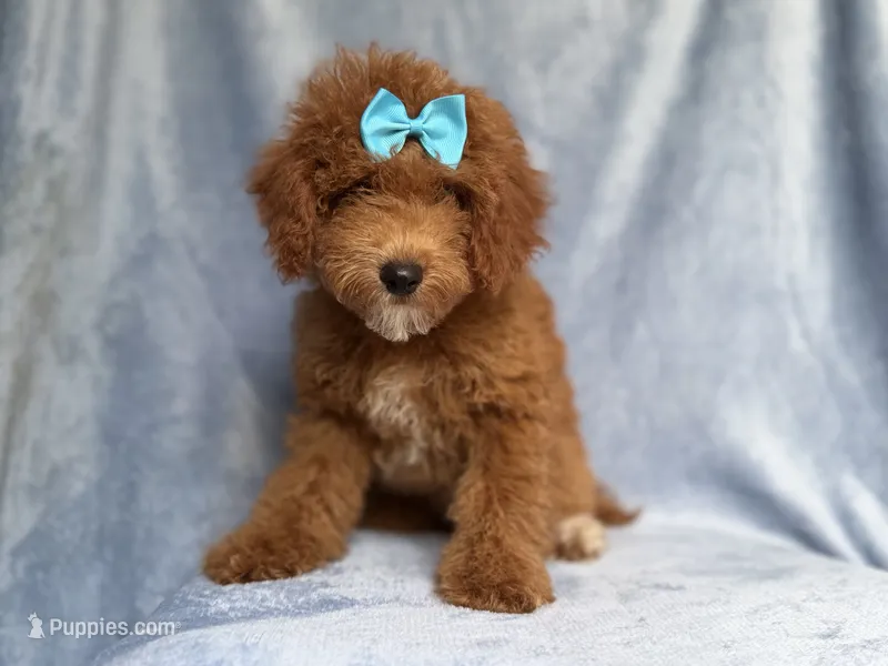 Peaches – Cockapoo puppy for sale in Lakeland, FL