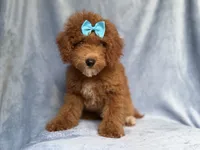 Peaches, a female Cockapoo for sale in Lakeland, FL – 1 of 10