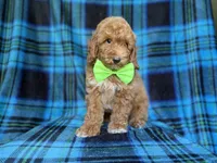 Simba, a male Poodle - Miniature  for sale in Lakeland, FL – 2 of 9