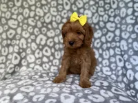 Molly, a female Cavapoo for sale in Lakeland, FL – 7 of 9