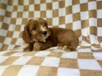 Marshall, a male Cavapoo for sale in Lakeland, FL – 8 of 9