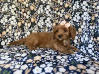 Marley, a female Cavapoo for sale in Lakeland, FL – 7 of 9